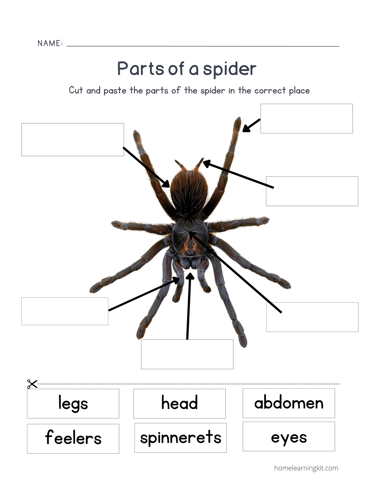 parts-of-a-spider-science-printable-home-learning-kit