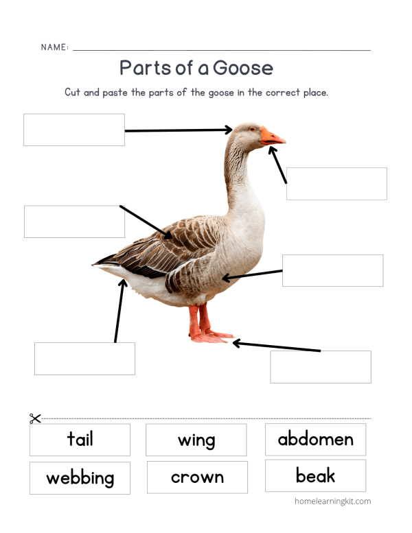 Parts of a Goose